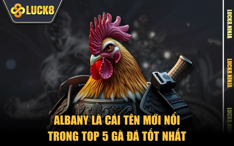 Top 5 Gà Đá Tốt Nhất Được Nhiều Sư Kê Đánh Giá Cao 4 Albany là cái tên mới nổi trong top 5 gà đá tốt nhất