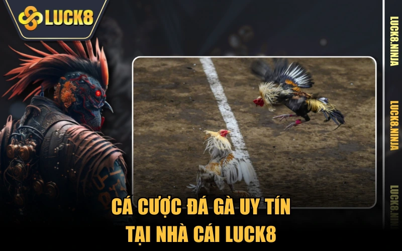 Cá cược đá gà uy tín tại nhà cái LUCK8