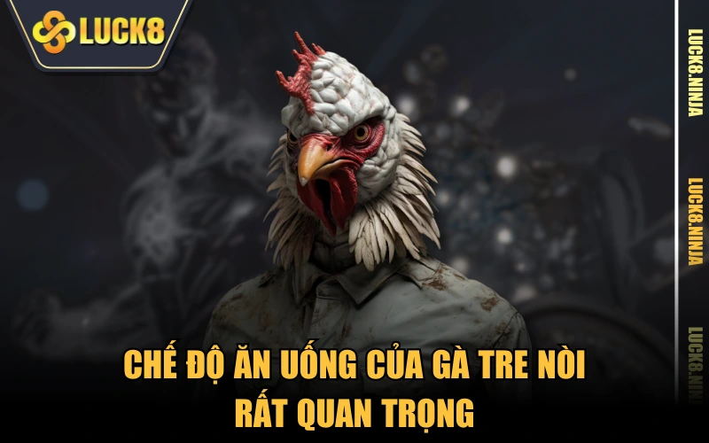 Gà Tre Nòi - Các Thông Tin Cần Biết Về Giống Kê Tốt 4 Chế độ ăn uống của gà tre nòi rất quan trọng