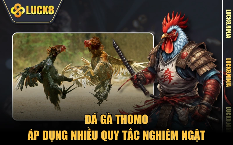 Đá Gà Thomo - Đấu Trường Của Những Chiến Kê Hạng Nhất 3 Đá gà Thomo áp dụng nhiều quy tắc nghiêm ngặt
