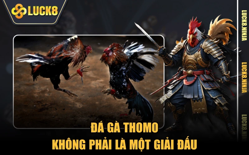 Đá Gà Thomo - Đấu Trường Của Những Chiến Kê Hạng Nhất 2 Đá gà Thomo không phải là một giải đấu