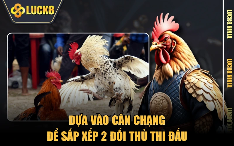 Đá Gà Chọi Truyền Thống - Tất Tần Tật Các Thông Tin 4 Dựa vào cân chạng để sắp xếp 2 đối thủ thi đấu