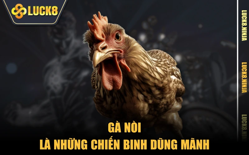 Gà Tre Nòi - Các Thông Tin Cần Biết Về Giống Kê Tốt 3 Gà nòi là những chiến binh dũng mãnh