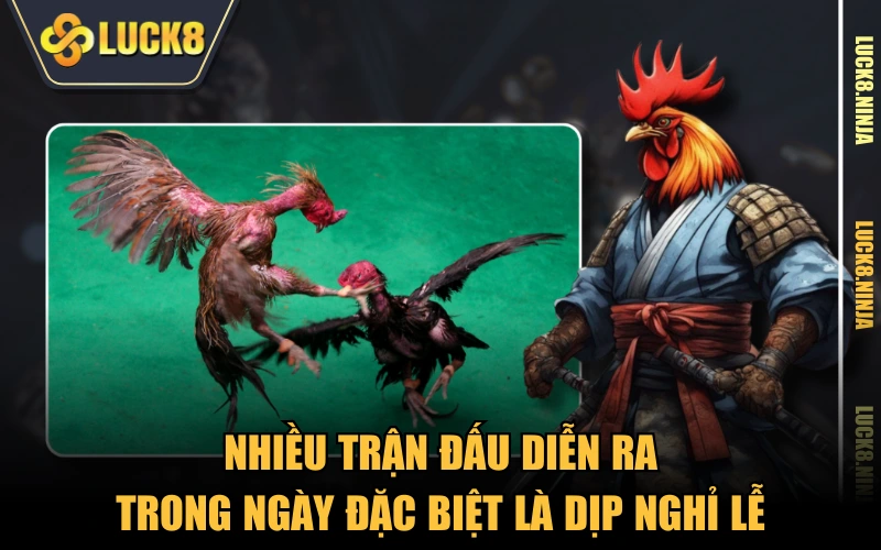 Đá Gà Thomo - Đấu Trường Của Những Chiến Kê Hạng Nhất 4 Nhiều trận đấu diễn ra trong ngày đặc biệt là dịp nghỉ lễ